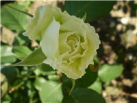 bc41c2bb-Picture 2185.jpg